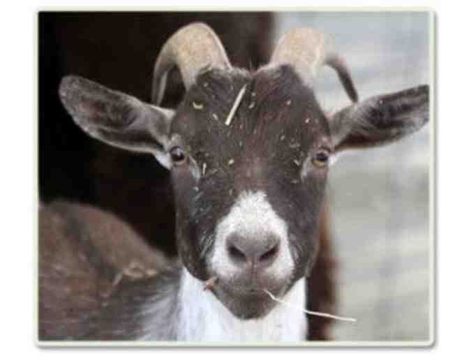 Tickets for 2 - Southwick's Zoo