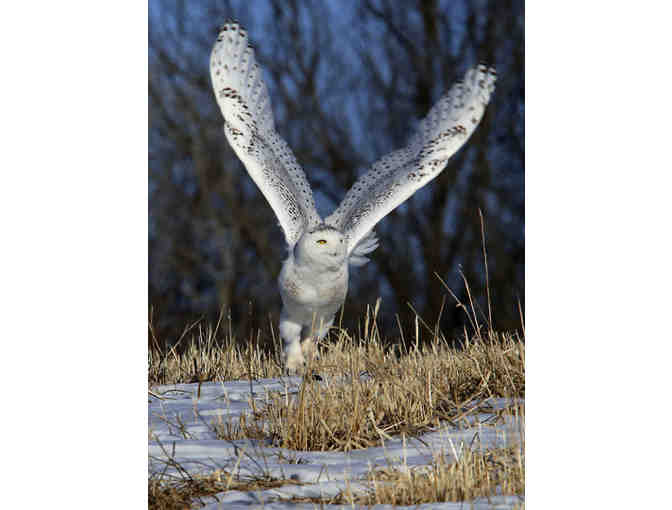 Alistair McCallum Snowy Owl Print & $50 Framing from Gallery on the Green
