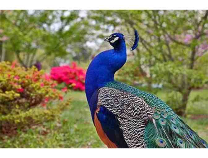 2 Trips to the Connecticut's Beardsley Zoo for a 4-person Family