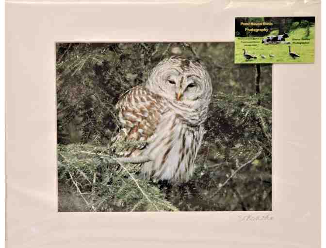Barred Owl in the Pines - Matted Print - Photo 1
