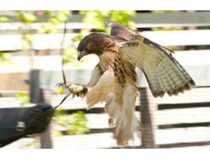 Adopt-a-Raptor & Enjoy a VINS Behind the Scenes Tour!