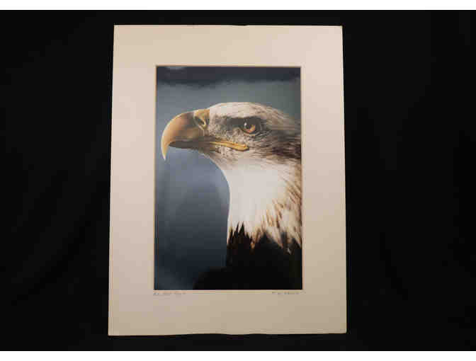 Bald Eagle Matted Photo by Joyce Witcovik - Photo 1