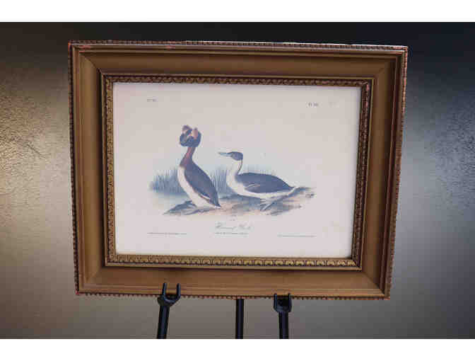 Antique Horned Grebe Framed lithograph - Audubon - Octovo Edition - Photo 1
