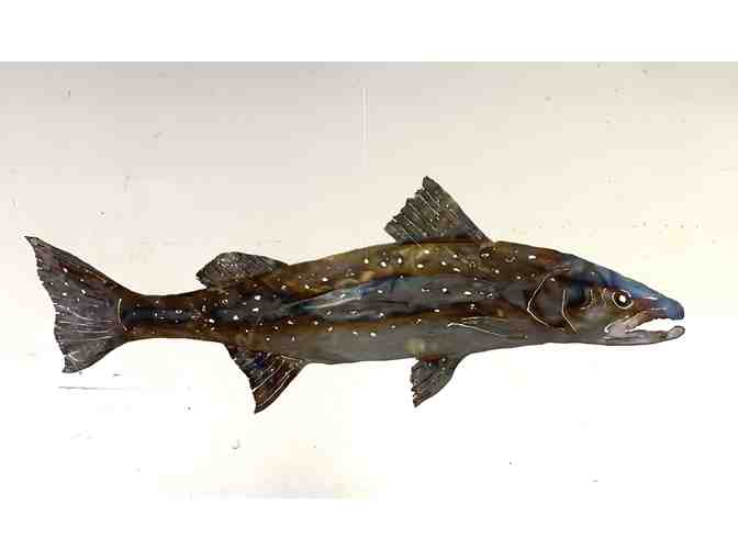 Wendy Klemperer's Art - 'Spotted Trout'