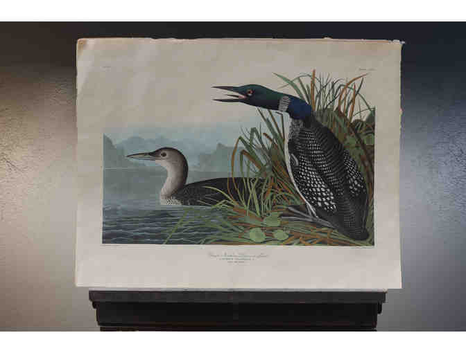 Great Northern Diver or Loon print by J. J. Audubon