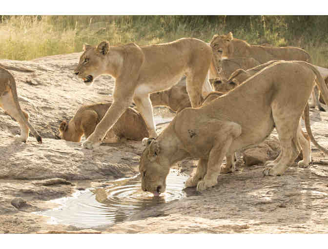 Ezulwini Safari Package in South Africa - Photo 4