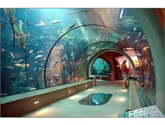 Four Tickets to the Aquarium of the Pacific in Long Beach