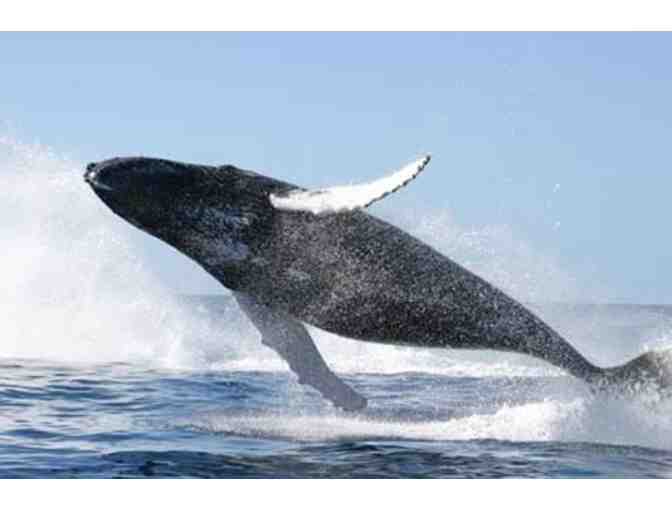 Whale Watching Cruise for Two - Harbor Breezes in Long Beach