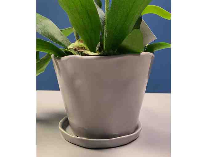 Potted Staghorn Fern