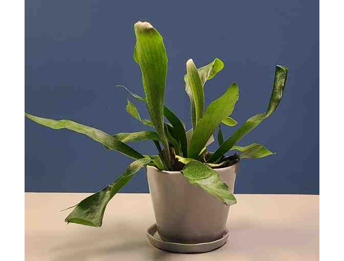 Potted Staghorn Fern - Photo 1