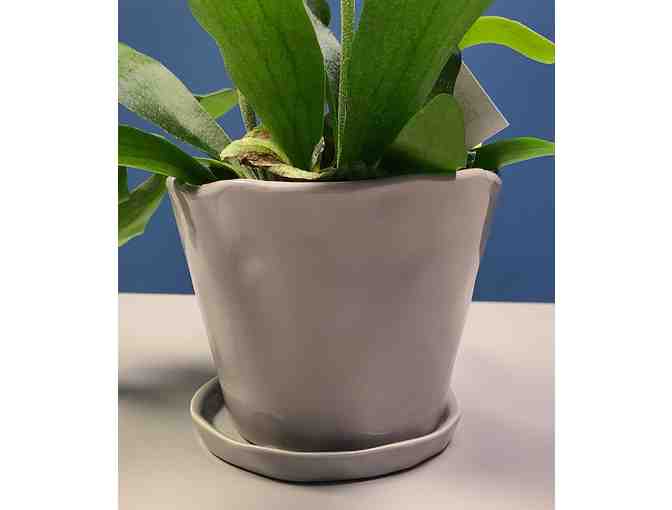 Potted Staghorn Fern - Photo 2