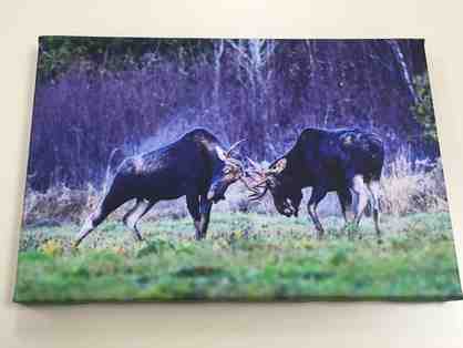 12x8 Canvas Moose Photo By Paul Cyr