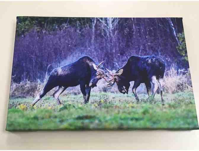 12x8 Canvas Moose Photo By Paul Cyr - Photo 1