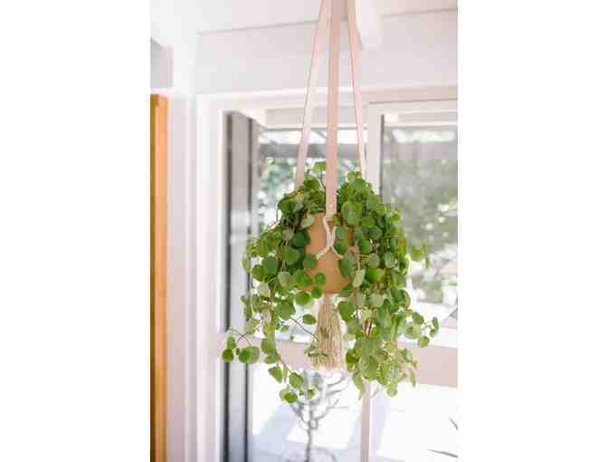 Go Green! LOREM Hanging Planter with 6' Pot and a live plant