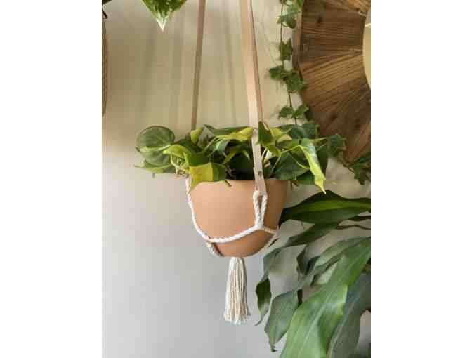Go Green! LOREM Hanging Planter with 6" Pot and a live plant - Photo 1
