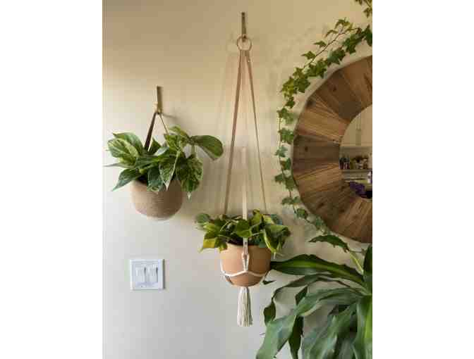 Go Green! LOREM Hanging Planter with 6" Pot and a live plant - Photo 2