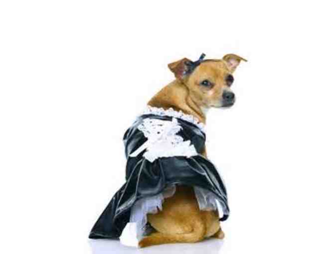 Couture Dogs of New York Book & Dowton Abbey Costume