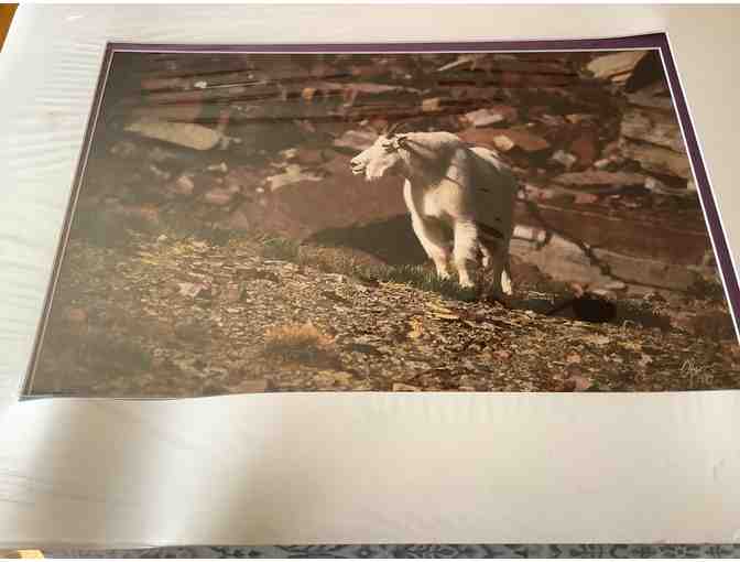 Large Wildlife Prints - Photo 1