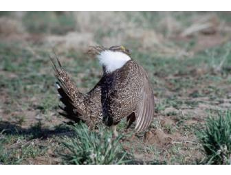 OBSERVING AND COUNTING SAGE GROUSE