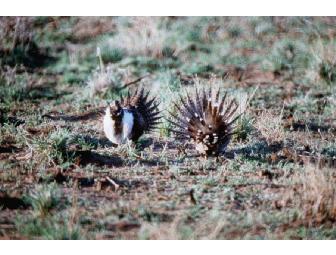 OBSERVING AND COUNTING SAGE GROUSE