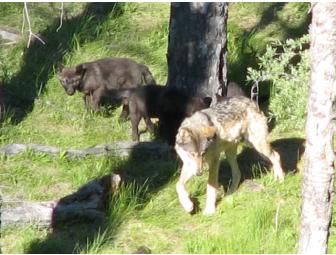 WOLF PUP COUNT