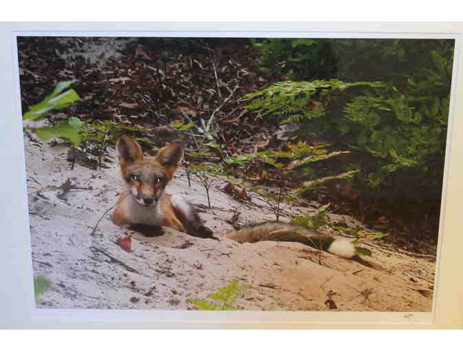 Fox in the DunePhotograph Print