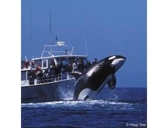 Whale Watching for Two!