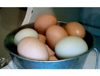 3 Dozen Cage Free Farm Fresh Eggs