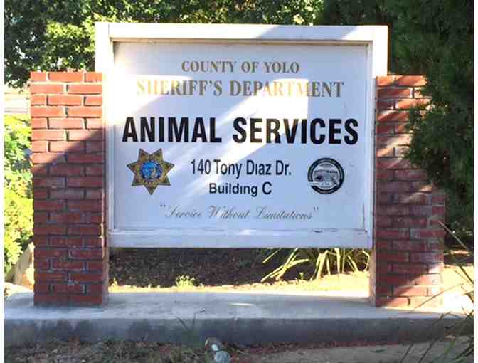 One Pet Adoption with Yolo County Animal Services