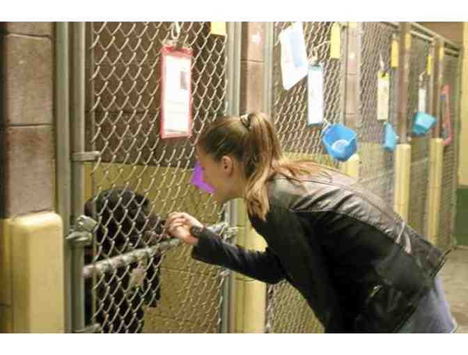 One Pet Adoption with Yolo County Animal Services