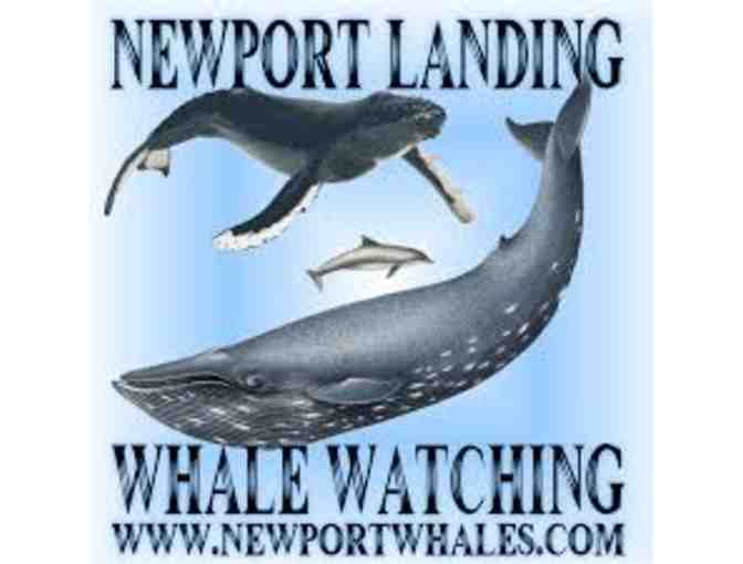 Newport Landing Whale Watching - Two Passes - Photo 1