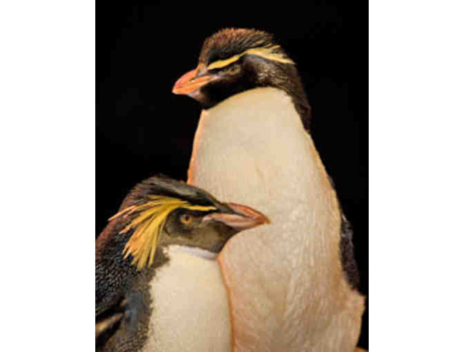 New England Aquarium passes, plush penguin, and seal painting