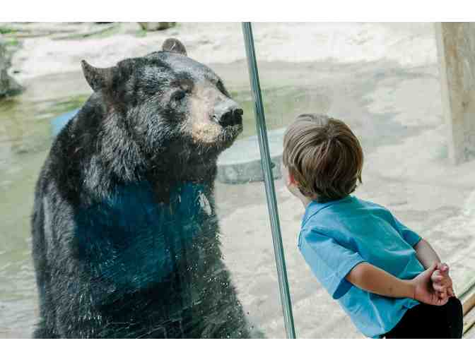 Bear training experience at Stone Zoo!