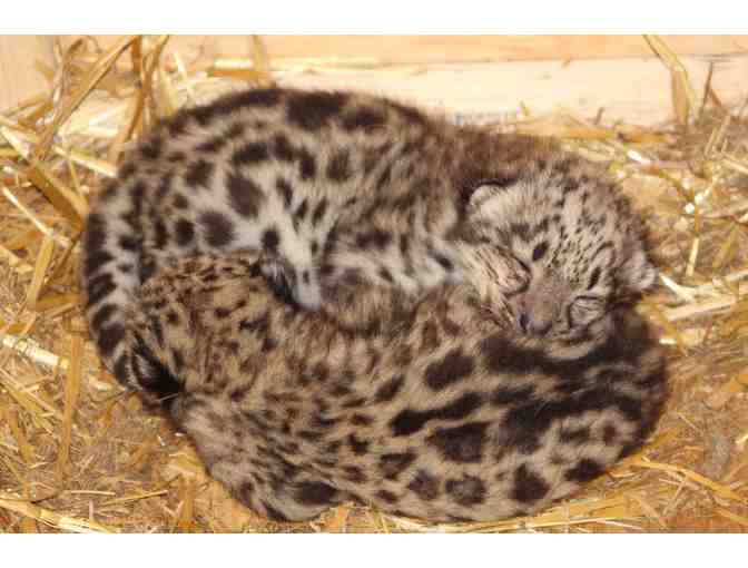 Snow Leopard Naming