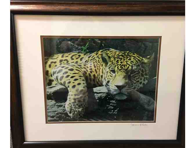 Jaguar Framed Photograph