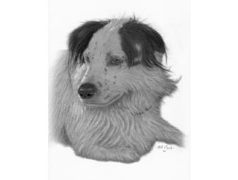 Custom Pencil 16' x 20' Pet Portrait by Artist Bill Muck