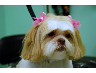 One Grooming Appointment at Happy Pet Tails Salon in Flushing, NY