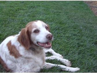 Special Item #3 - Cadie