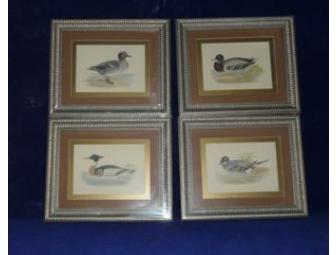 Set of 4 Framed Duck Prints