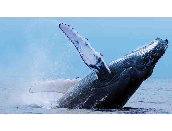Boston Harbor Cruises: Whale Watch