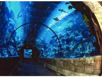 Shark Reef Tickets- Family 4 Pack