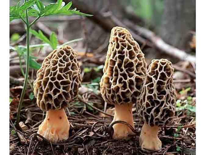 Idaho Morel Hunting Excursion with Picnic Lunch