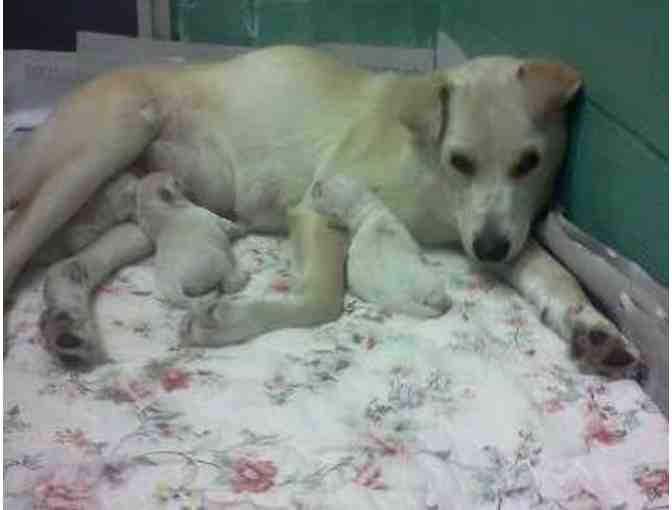Sponsor Adele and her litter of pups for a day!