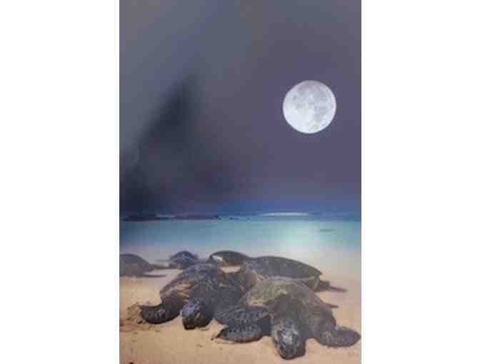 'Turtles Graced by the Poipu Moonlight' Photo by Dr. Lloyd Fujimoto, Kauai
