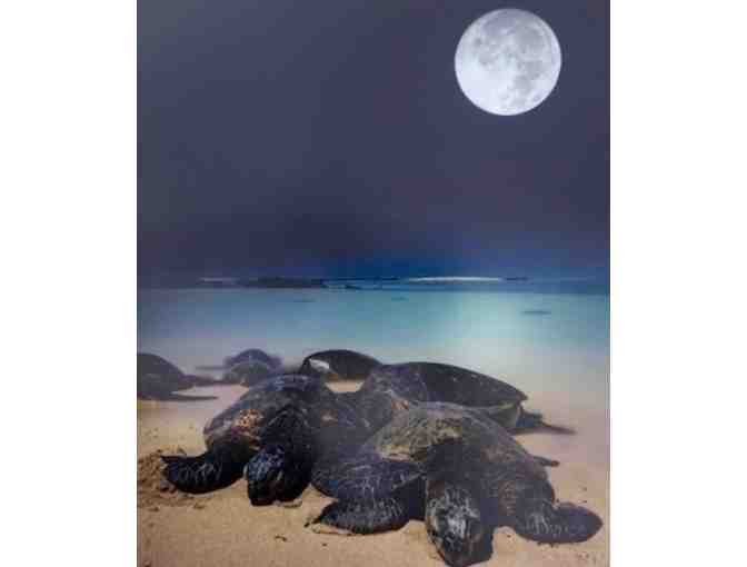 'Turtles Graced by the Poipu Moonlight' Photo by Dr. Lloyd Fujimoto, Kauai
