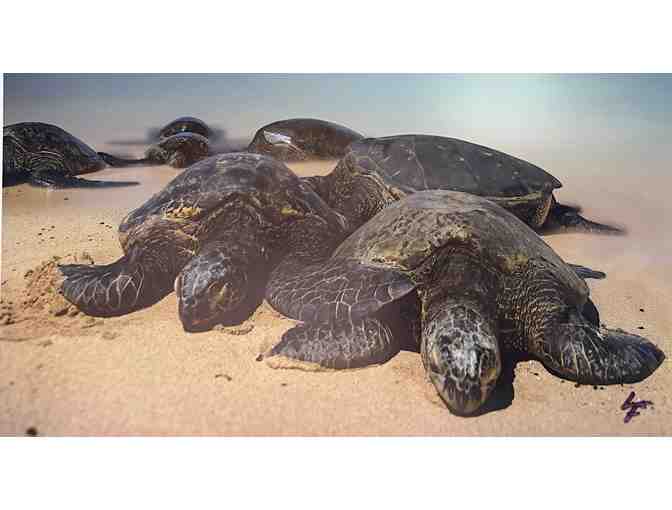 'Turtles Graced by the Poipu Moonlight' Photo by Dr Lloyd Fujimoto