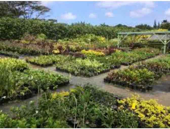 Kauai Seascapes Nursery Two $50 Gift Certificates - Kilauea
