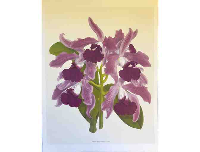 Four orchid prints by Bebe Nicholas