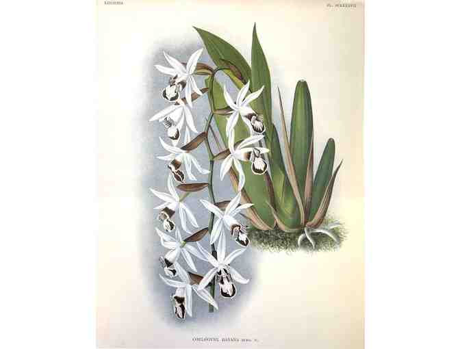 Four orchid prints by Bebe Nicholas