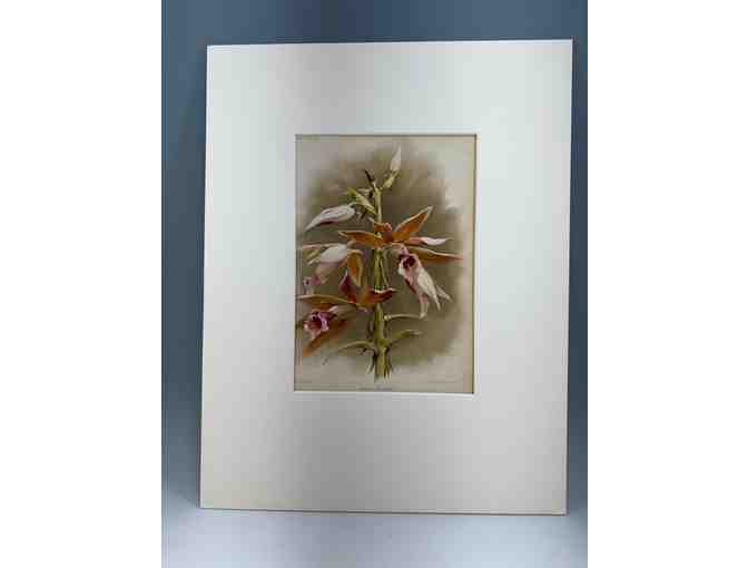 Original 19th-Century Botanical Print &mdash; Phaius Wallichii (The Giant Orchid)